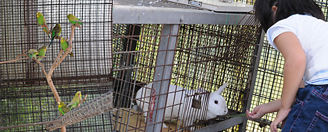 Bird and Rabbit Hutch