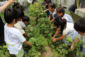 ひA 　じゃがいも掘り (27).JPG